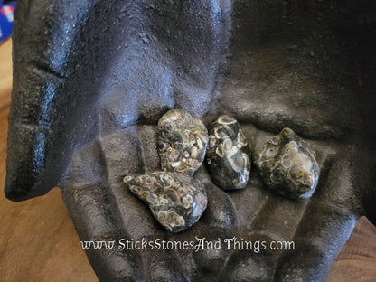 Turritella Agate Tumbled Stone 1.25 inches