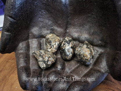 Turritella Agate Tumbled Stone 1.25 inches