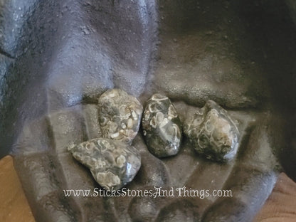 Turritella Agate Tumbled Stone 1.25 inches