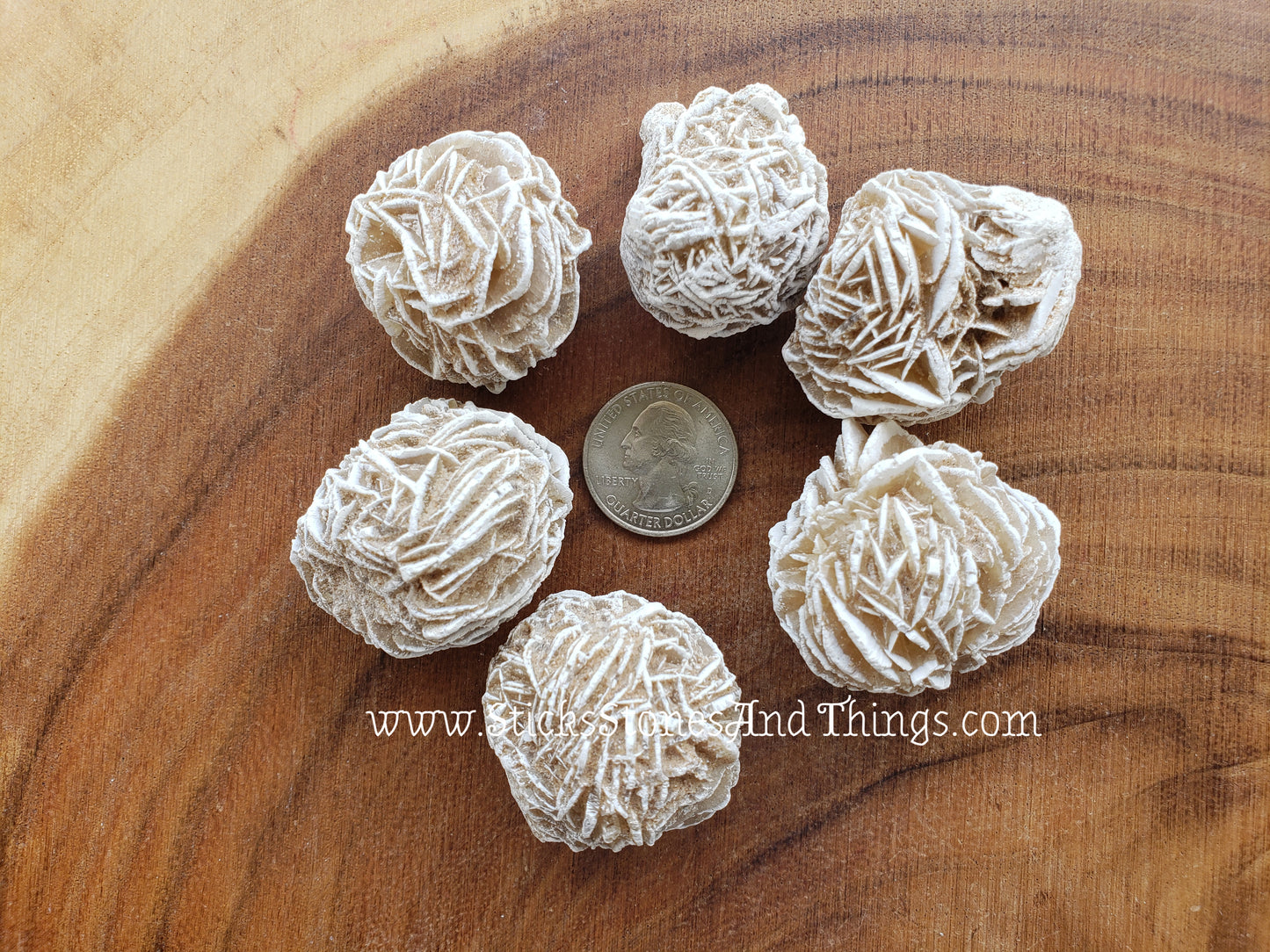 Desert Rose 1.5 inches, 6 pack