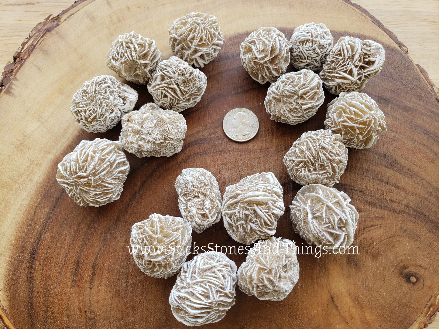 Desert Rose 1.5 inches, 6 pack