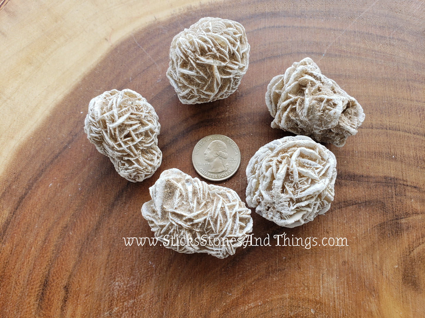 Desert Rose 1.75 inches, 5 pack